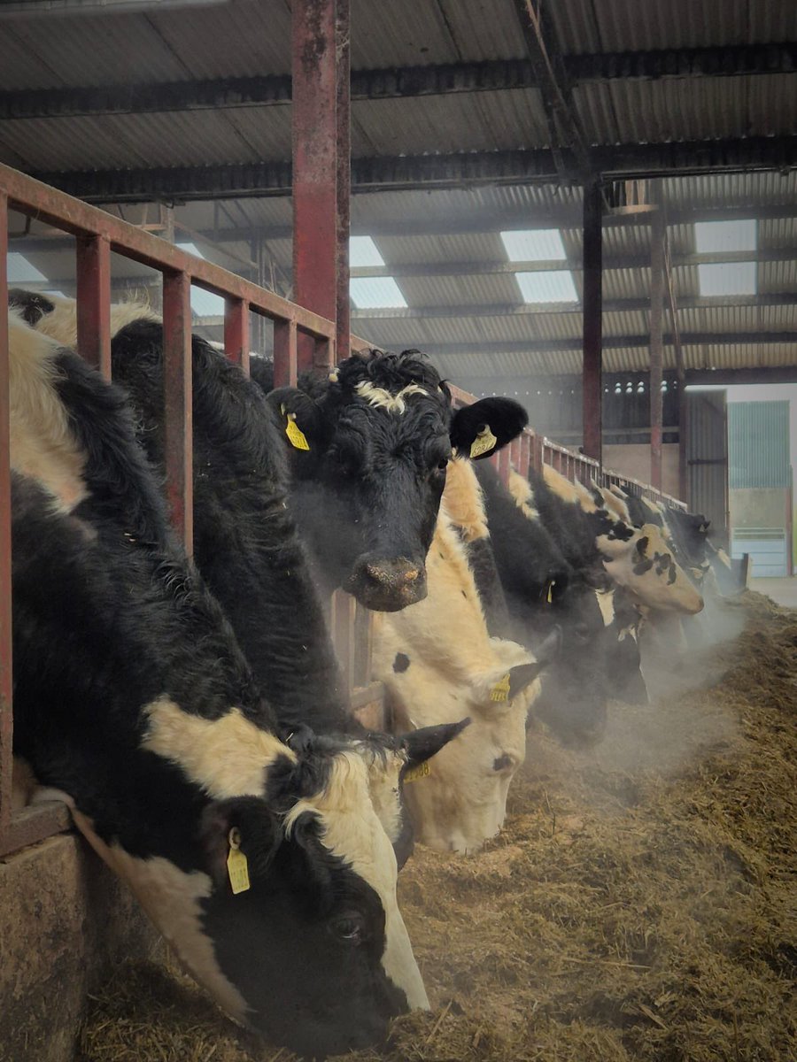 Speak with your Fane Valley Feeds CowSignals® Master about feeding in calf heifers. 

Allowing adequate feed space for heifers is vital for calving success. 
Although not yet at mature weight, at least 75cm per head is still needed. 

#cowsignals #heifers #animalhealth