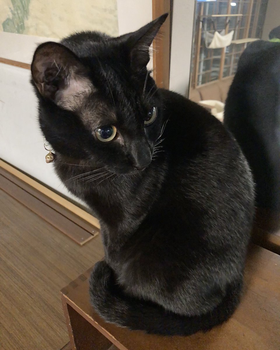 TarouKamikaze's tweet photo. 愛媛県大洲市
松楽旅館
一泊猫付き3300円
猫派なら必ず訪れる必要がある。
朝6時に猫が起こしてくれます。
漫画読み放題です。
近所の居酒屋はどこも安くて美味しい上に郷土料理が楽しめます。
ちゅーるタイムあります。
＃愛媛県
＃四国 https://t.co/zmWObyfntY