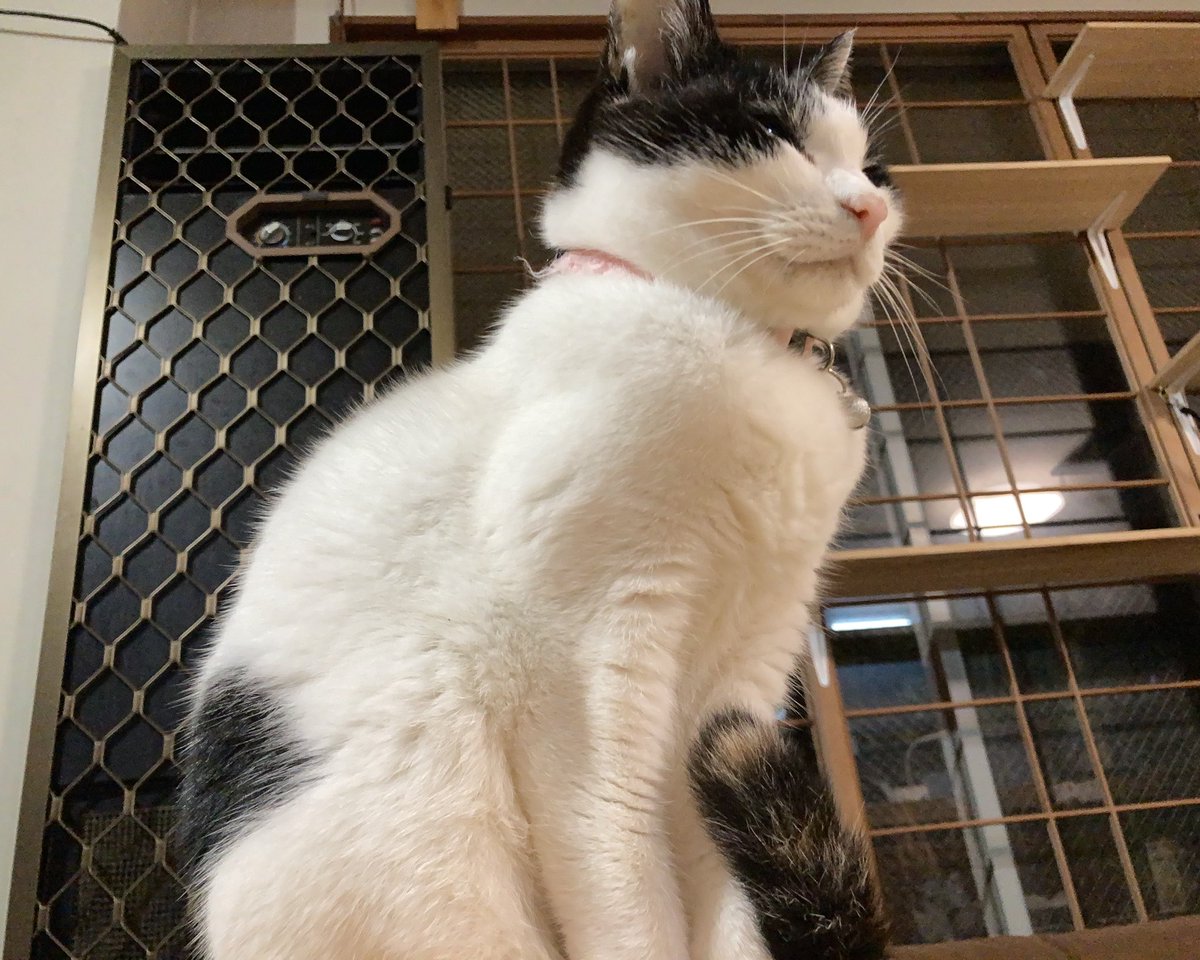 TarouKamikaze's tweet photo. 愛媛県大洲市
松楽旅館
一泊猫付き3300円
猫派なら必ず訪れる必要がある。
朝6時に猫が起こしてくれます。
漫画読み放題です。
近所の居酒屋はどこも安くて美味しい上に郷土料理が楽しめます。
ちゅーるタイムあります。
＃愛媛県
＃四国 https://t.co/zmWObyfntY