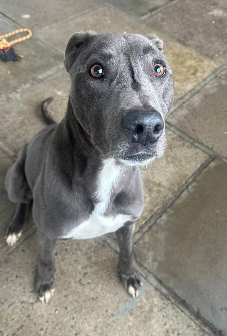 AdoptionsUk's tweet photo. Please share to help find a RESCUE SHELTER SPACE for this stray /abandoned dog #ENGLAND  #LANCASHIRE NORTH WEST  #UK  Unknown name 
🐶💔 At risk of euthanasia🐶💔
Bull Lurcher Entire Male Approx 6 years old 
Friendly boy Untested with dogs. 
Fully vaccinated  Up to date with wormers
Can go anytime⭐️
This boy is in one of our pounds that don't have the room to hold dogs long. He really needs a offer in the next couple of days‼️
Absolutely stunning boy.
We are not able to release these dogs directly to the public they are looking for a space in a rescue. If you are a UK rescue with space please message this page or email us at northwestpoundies@gmail.com
Transport can be arranged to rescues up to 3 hrs away from the BB postcode area of Lancashire any further and we will need the help of the receiving rescue.

If you can offer a rescue space please contact the council pound asap.
Original post on facebook 👇
https://t.co/qesjrTBZvB

#dogs #dog #dogsoftwitter #dogsofX  #Lurchers #Lurcher #animals #pets #Manchester #Liverpool #Lancashire #Cheshire #Pets #adoptdontshop #rescuedog @LurcherSOS @EGLR1 @AllDogsMatter @rickygervais @JaneFallon @DannyVet @APDAWG1 @PeterEgan6 @DrBrianMay @SeniorStaffy #Wales #Scotland @AlisonHammond