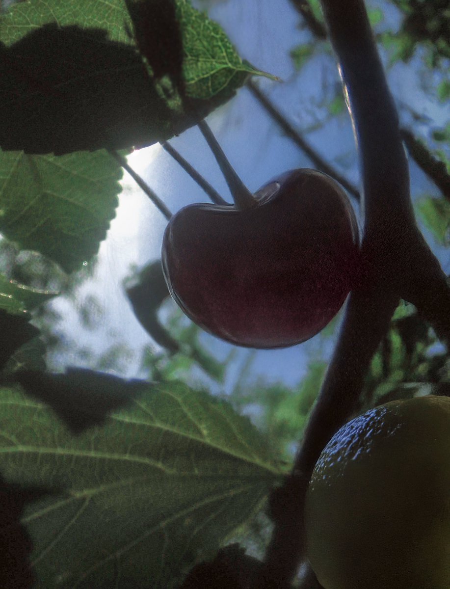 이른 イルン tweet media