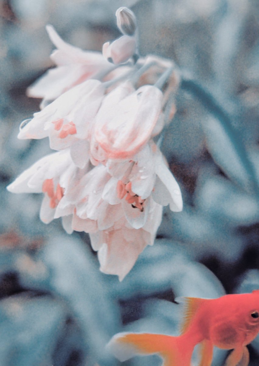 이른 イルン tweet media