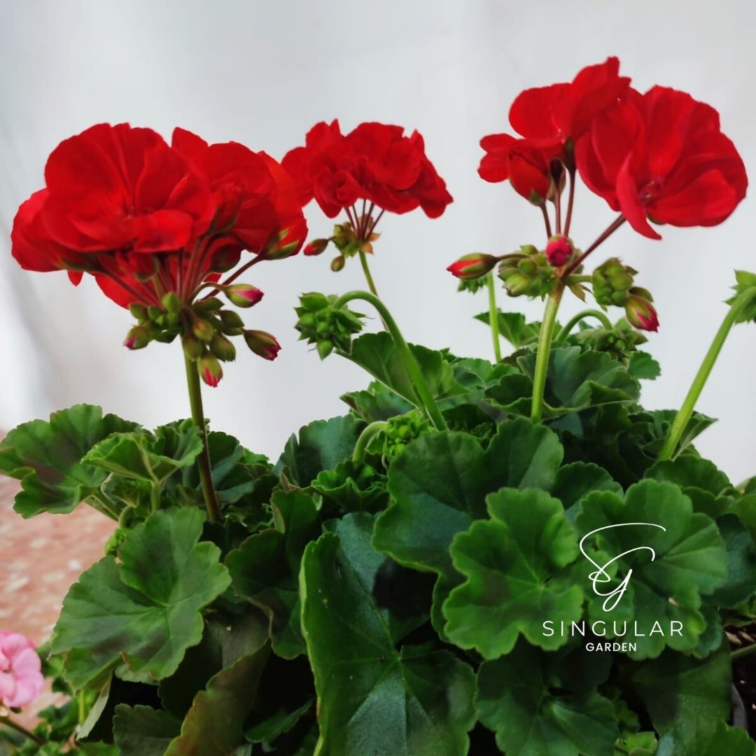 SingularCEE's tweet photo. Petunias, cuando la belleza está en los detalles
✅Resisten al sol.
✅ Gran variedad de colores disponibles.
✅ Ideales para cualquier espacio.
Visítanos en Ronda de Granadillos n24 Local. Castro del Río
#singulargarden #singularcee
#decoraciondeeventos #floristeriacastrodelrio https://t.co/xlpvtflxRy