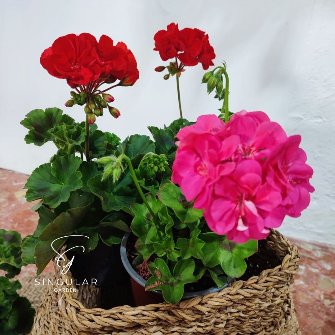 SingularCEE's tweet photo. Petunias, cuando la belleza está en los detalles
✅Resisten al sol.
✅ Gran variedad de colores disponibles.
✅ Ideales para cualquier espacio.
Visítanos en Ronda de Granadillos n24 Local. Castro del Río
#singulargarden #singularcee
#decoraciondeeventos #floristeriacastrodelrio https://t.co/xlpvtflxRy
