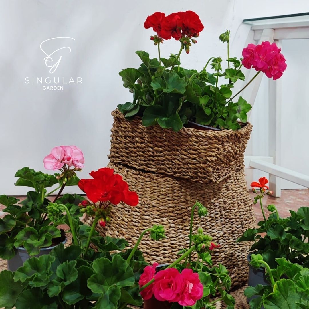 SingularCEE's tweet photo. Petunias, cuando la belleza está en los detalles
✅Resisten al sol.
✅ Gran variedad de colores disponibles.
✅ Ideales para cualquier espacio.
Visítanos en Ronda de Granadillos n24 Local. Castro del Río
#singulargarden #singularcee
#decoraciondeeventos #floristeriacastrodelrio https://t.co/xlpvtflxRy