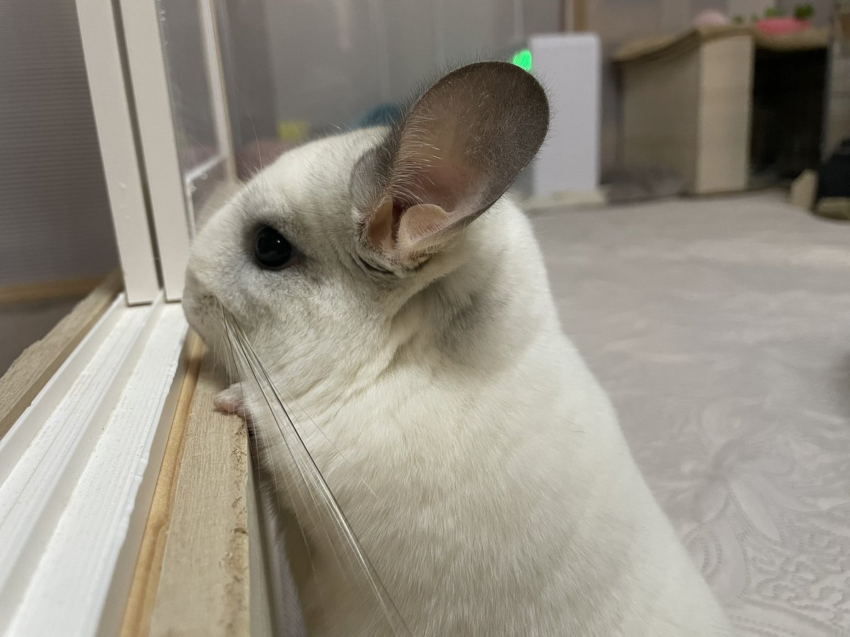 ここるる🐭飼い主はる (@koko_5_11) / Posts / X