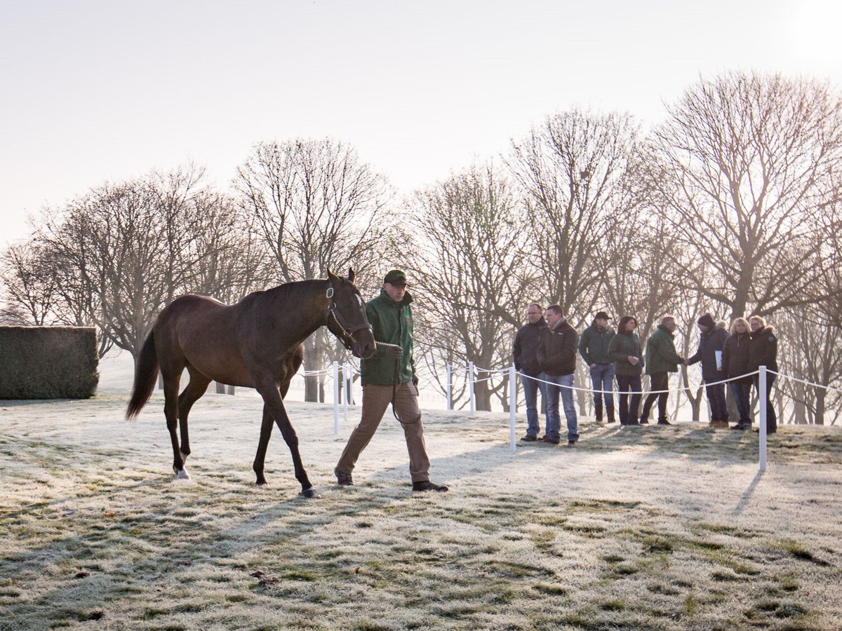 AgaKhanStuds's tweet photo. #ThrowbackThursday to the great #Sinndar parading at the 2017 #RoutedesEtalons.
In 2025 it will be 2⃣5⃣ years since he achieved his historic Gr.1 triple in the Derby @EpsomRacecourse, the Irish Derby @curraghrace and the Prix de l'Arc de Triomphe @paris_longchamp. 🟢🔴 https://t.co/J8nAyPSyp2