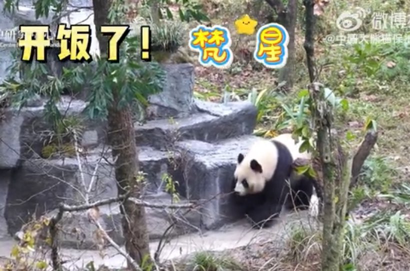 mickeyminnie611's tweet photo. #FanXing from 🇳🇱OuwehandsDierenpark
#梵星
开饭啦！好好吃饭才会身体棒棒噢!
https://t.co/JulSJT936c中国大熊猫保護研究中心 https://t.co/MggdnrBCSl