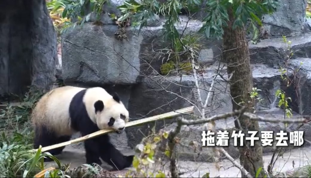 mickeyminnie611's tweet photo. #FanXing from 🇳🇱OuwehandsDierenpark
#梵星
开饭啦！好好吃饭才会身体棒棒噢!
https://t.co/JulSJT936c中国大熊猫保護研究中心 https://t.co/MggdnrBCSl