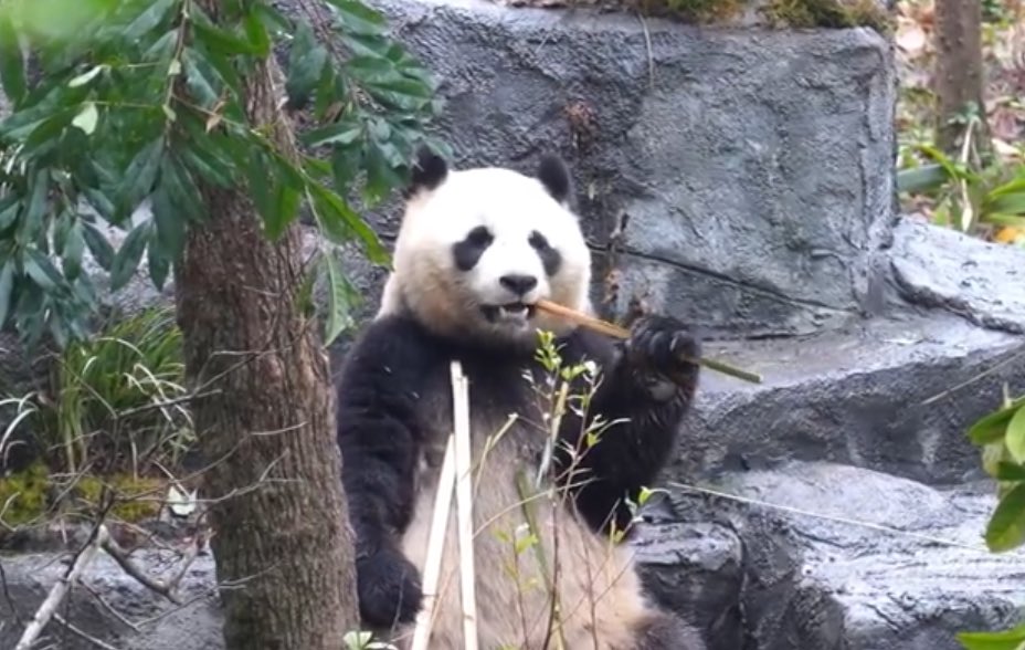 mickeyminnie611's tweet photo. #FanXing from 🇳🇱OuwehandsDierenpark
#梵星
开饭啦！好好吃饭才会身体棒棒噢!
https://t.co/JulSJT936c中国大熊猫保護研究中心 https://t.co/MggdnrBCSl