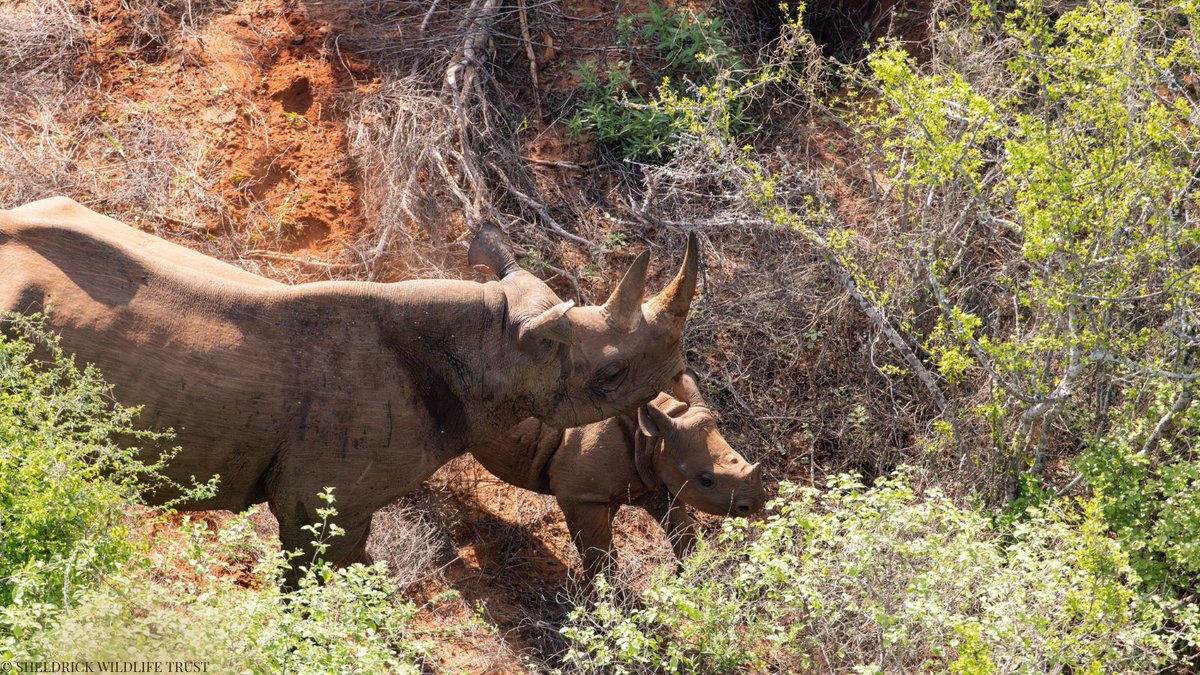 SheldrickTrust's tweet photo. In November, our Aerial Unit played a vital role in a five-day KWS rhino notching operation in Tsavo West. Utilising two fixed-wing aircraft and a helicopter, we searched for rhinos in dense bush, guiding ground teams and veterinarians to dart and safely access them.

Notching is critical for identifying and monitoring these endangered animals, ensuring their safety and protecting their populations for future generations. This teamwork between air and ground units showcases the power of collaboration in conservation.

Learn more about our work protecting rhinos: https://t.co/n6aWYMsMR9