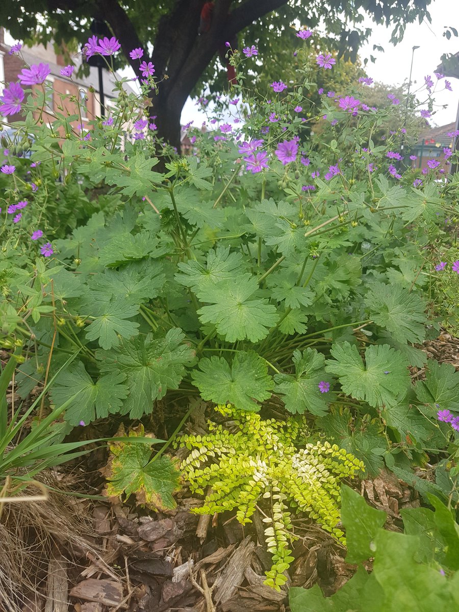 🦋🌼@watchpagehallgrow <a href="/pagehallhealth/">Page Hall Medical Centre</a> transformation 🐞🌿 with help from staff, volunteers, @greenfingered_fran and pupils from <a href="/WhitewaysSchool/">Anna Ross</a>    
#TogetherforNature #NatureforAll 
@sheffieldcitycouncil #northeastLAC @welcomingculturesuk 

instagram.com/p/DEkSG6XNirz/…