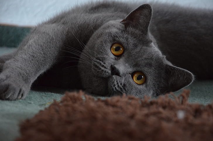 gintszilbalodis's tweet photo. Even though I’ve said this many times, there is still some confusion about the color of the cat in Flow. It’s dark grey, not black. https://t.co/QvoavGFZNS