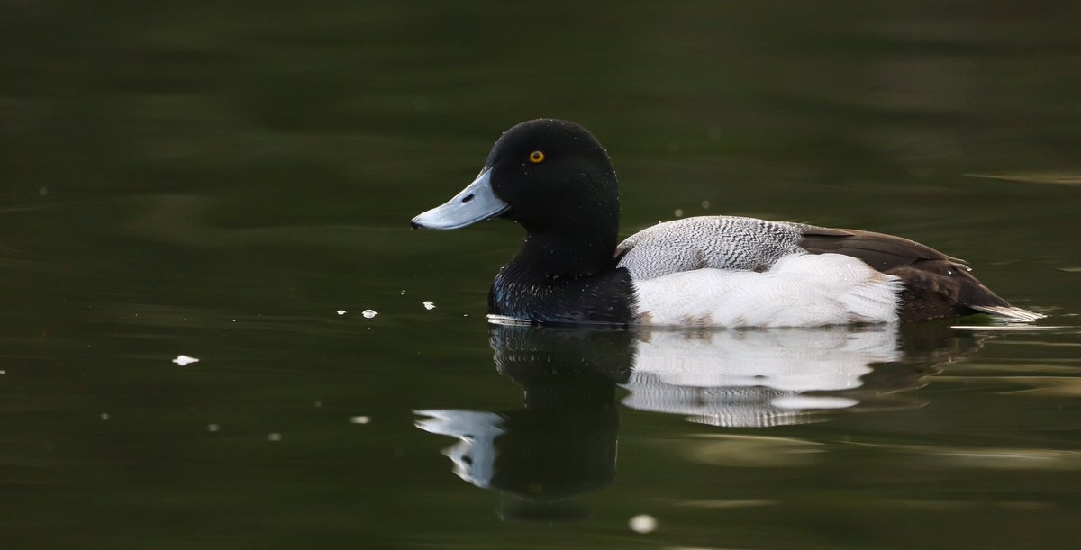 DavidSU26's tweet photo. The first-ever wintering 1st winter drake Greater scaup of Plaiaundi has moulted almost completely. What a beauty! https://t.co/ueJ1hHqICO