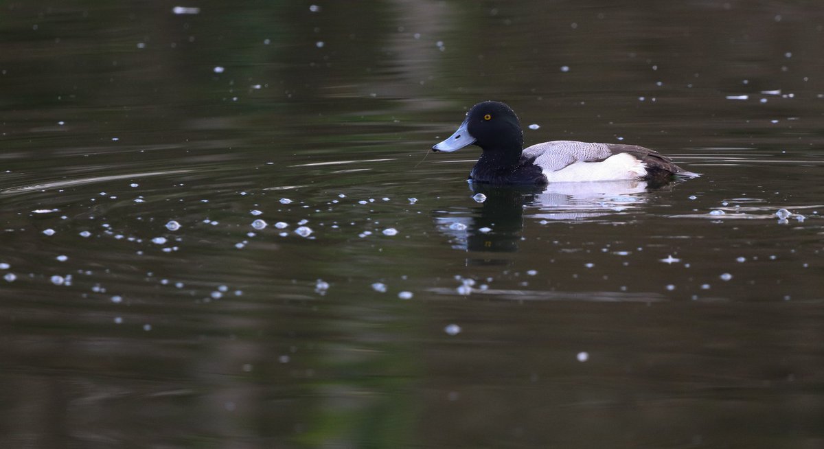 The first-ever wintering 1st winter drake Greater scaup of Plaiaundi has moulted almost completely. What a beauty!