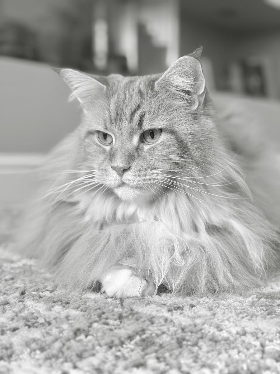 🌈 Buddy 🌈 & Gizmo 🦁🦁 tweet media