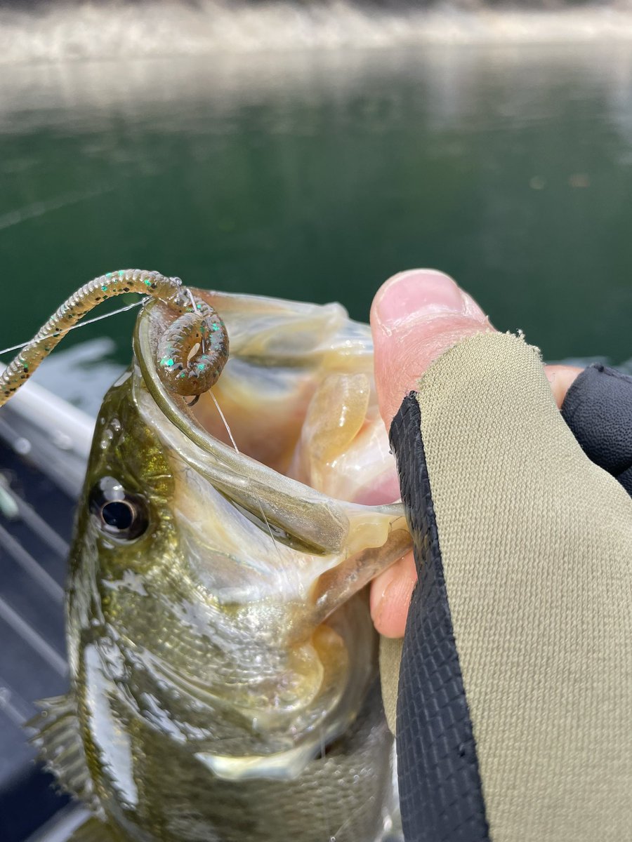 khbassfs's tweet photo. 先日池原で釣れたのはスマイルワームベビーのダウンショット！🎣

手堅く釣るならコレ！！

寒いけどまだまだ釣れる🎣🎣

 #池原ダム #NOIKEマーケティング #ジャンキーズ #バッシングロード #スマイルワーム #スマイルワームベビー #NOIKE #バス釣り https://t.co/qWmxOhsF2l