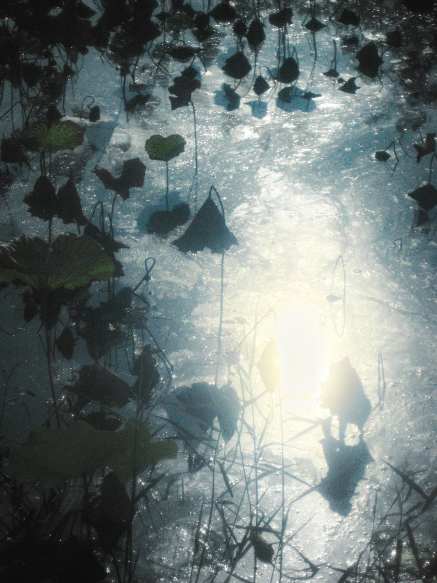 이른 イルン tweet media