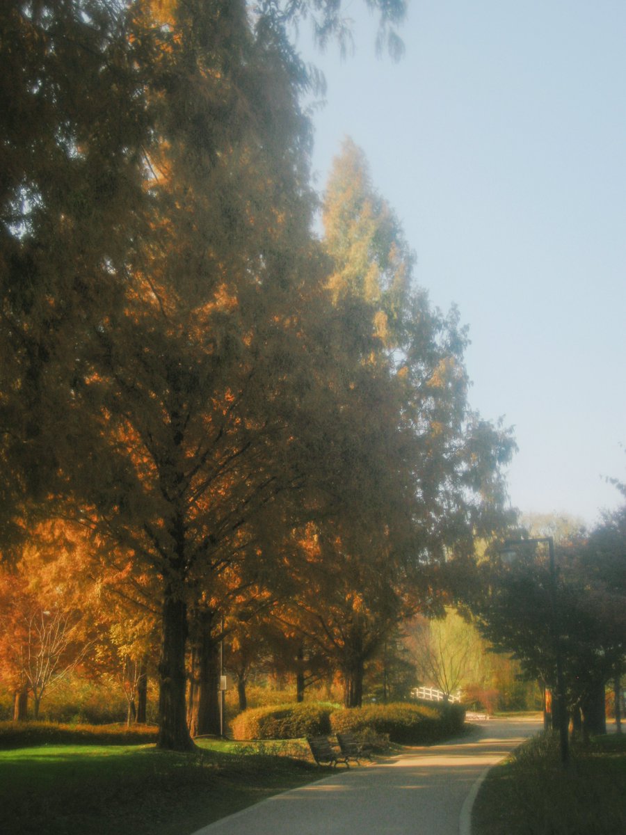 이른 イルン tweet media