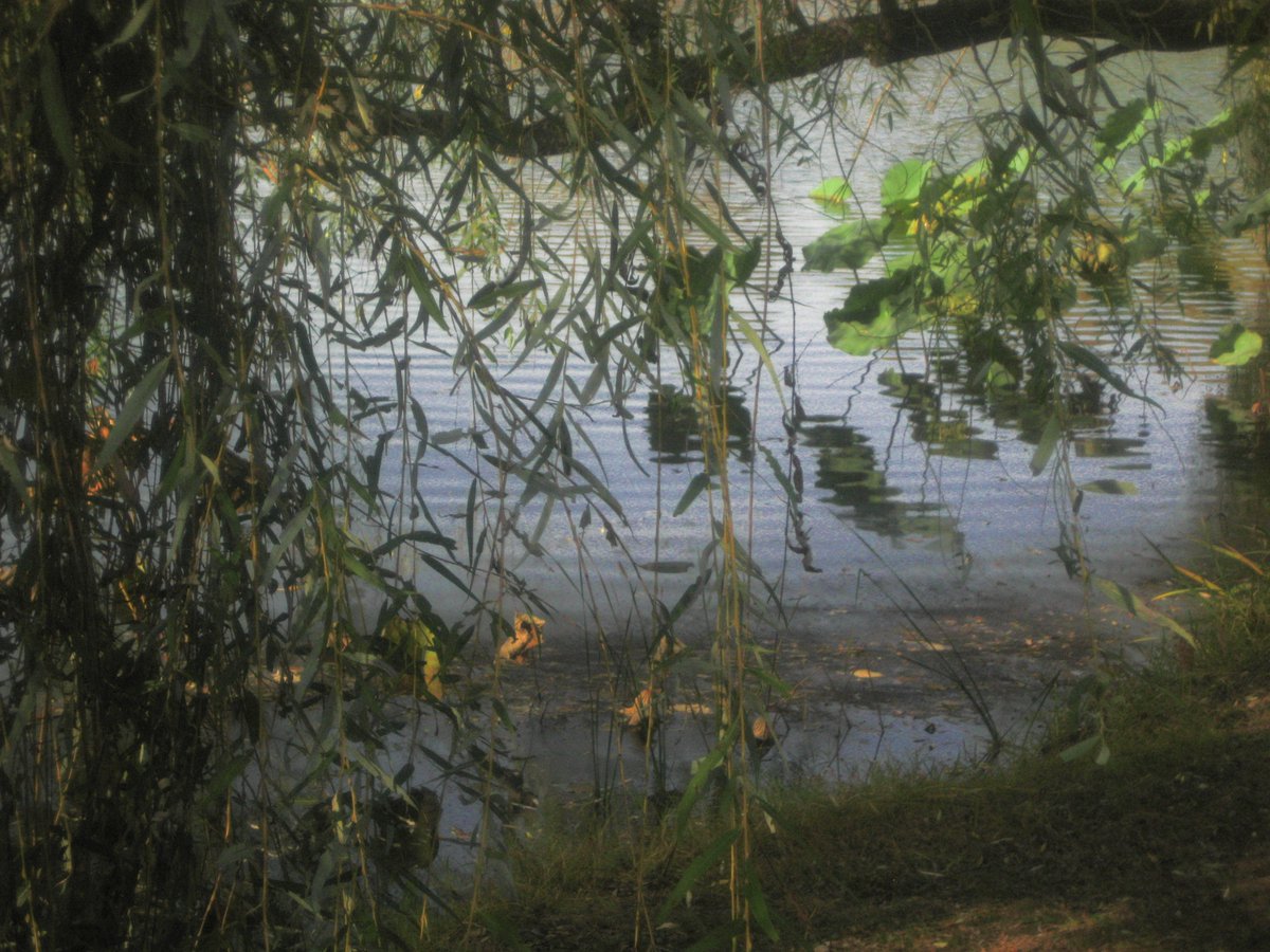 이른 イルン tweet media