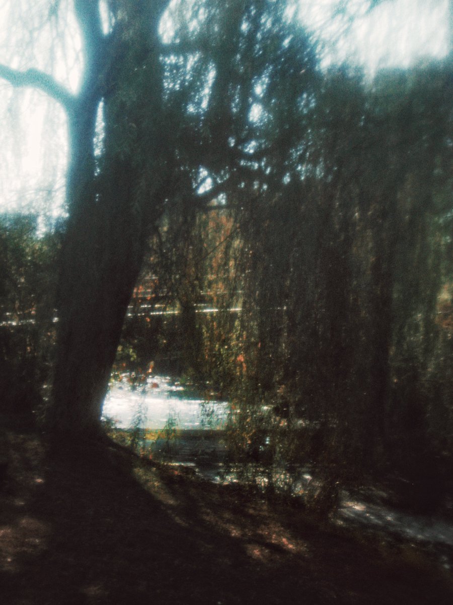 이른 イルン tweet media