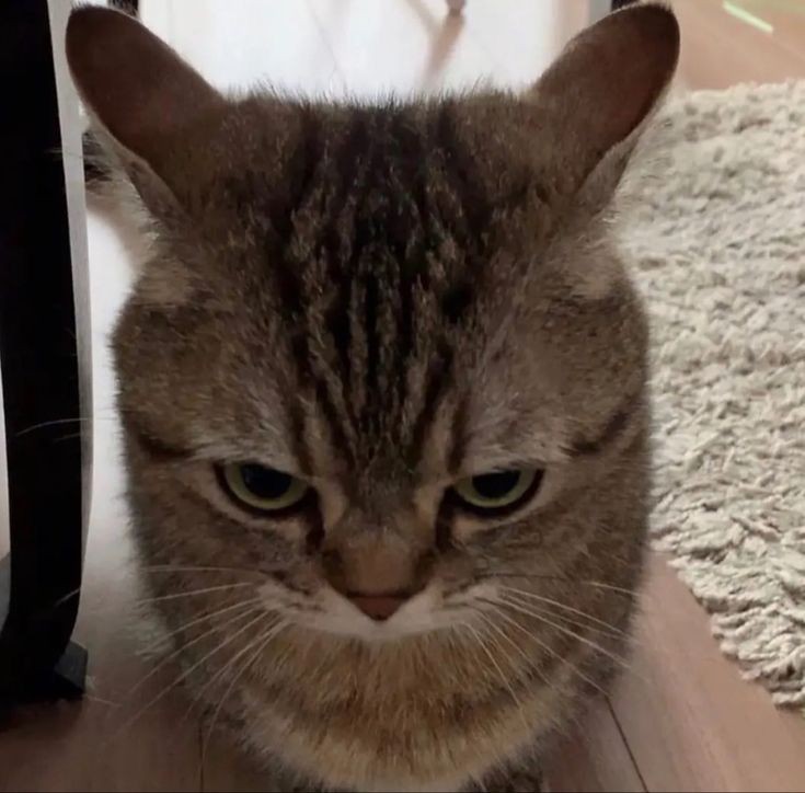 🐈‍⬛ tweet media