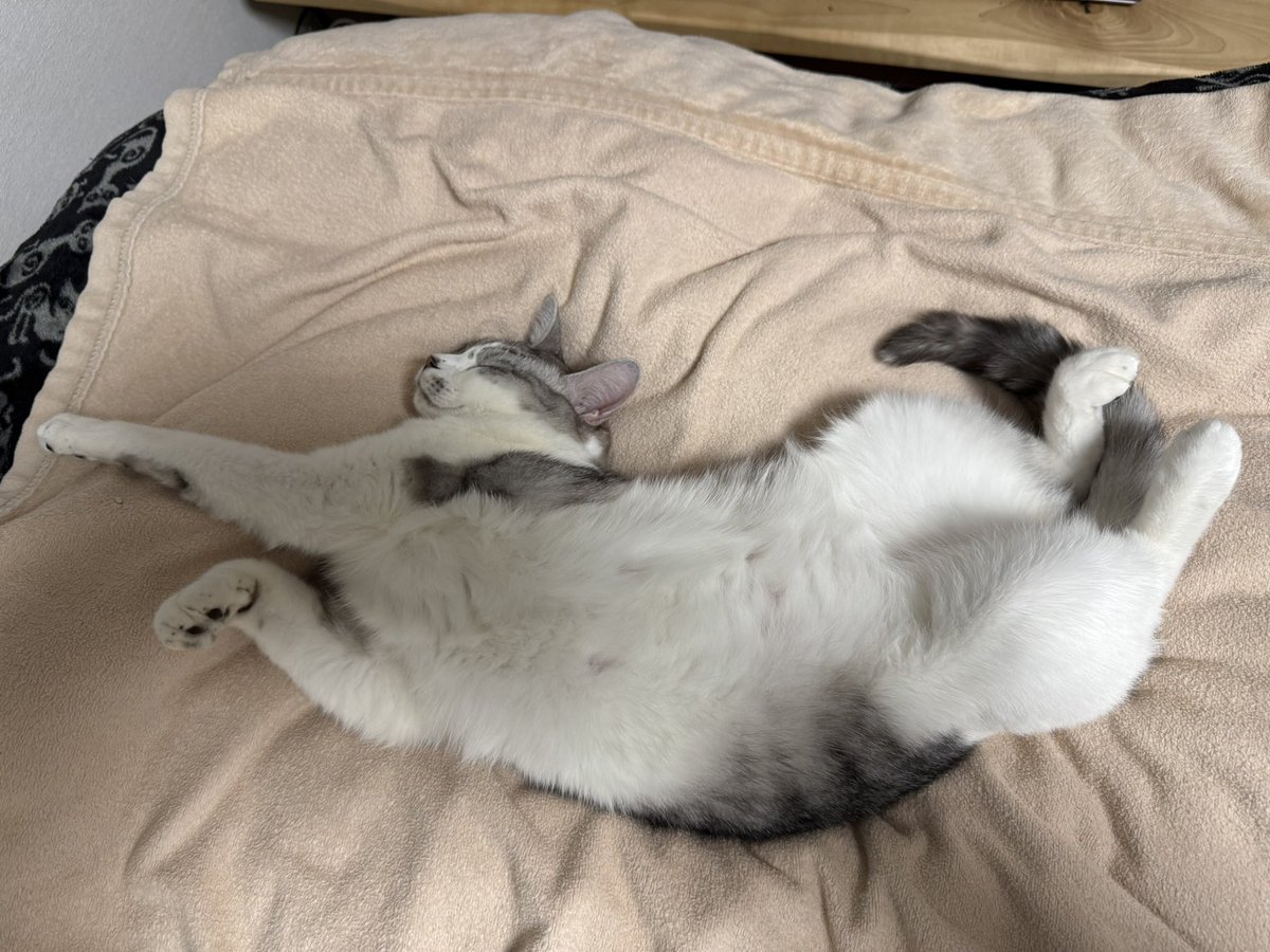 Sivapapa1's tweet photo. のびのびヘソ天

#猫 #猫のいる暮らし #猫好きさんと繋がりたい #FIP #猫伝染性腹膜炎 #寛解 #ブルーム動物病院 https://t.co/yaAV3E1cGX
