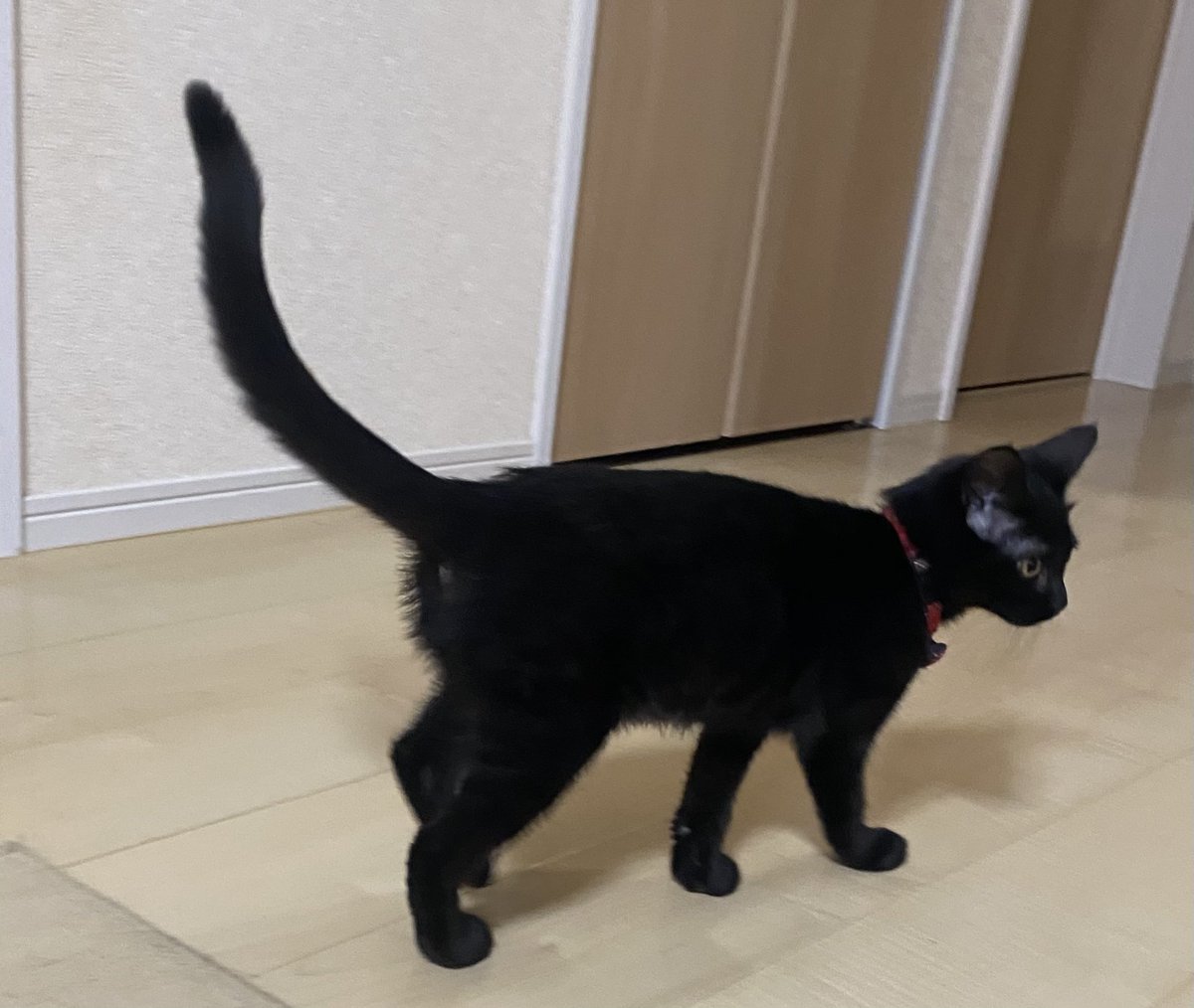 シッポの成長がエグい🐈‍⬛

#黒猫 #黒猫同盟 #保護猫 #猫好きさんと繋がりたい