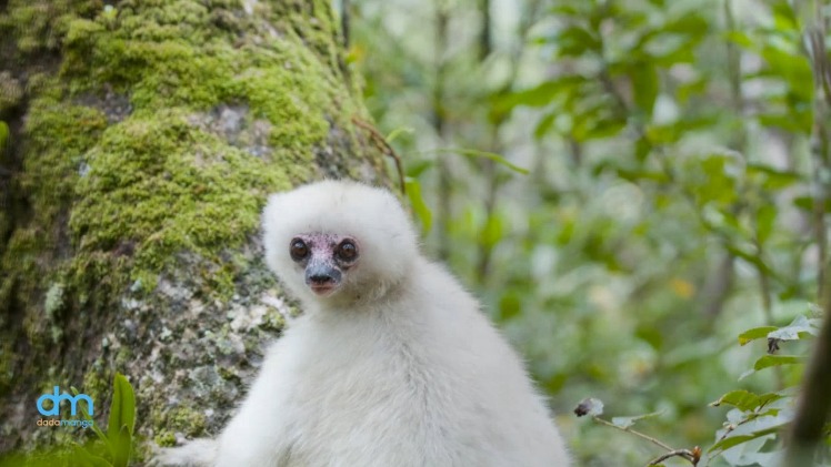 🌿 The Silky Sifaka (Propithecus candidus), one of the rarest lemurs on Earth, highlights Madagascar's unique biodiversity. Let's protect them! 🌍💚 #SilkySifaka #Conservation #Madagascar