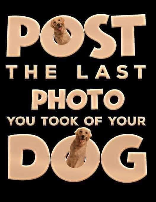 Puppies 🐶 tweet media