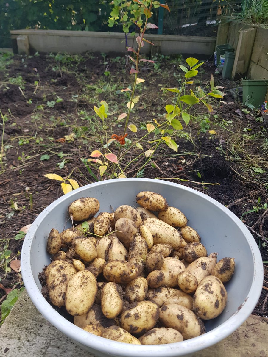 🐦🌱🌺🧅#watchpagehallgrow at OASIS Community Hub - garden transformation 
#TogetherforNature with #oasisfirvale, <a href="/Chilypep/">Chilypep</a> , <a href="/Shelter/">Shelter</a> and <a href="/WildSheffield/">Sheffield & Rotherham Wildlife Trust</a> 
🙏<a href="/spearandjackson/">Spear & Jackson UK</a> &amp; @sheffieldfruittrees 🍏
#TogetherforNature
@sheffieldcitycouncil #northeastLAC 
instagram.com/reel/DEo4pvEOG…