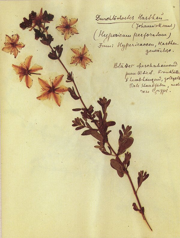 "Her şeye rağmen sakin ve neşeli kalınız. Yaşam böyledir işte ve böyle, olduğu gibi, cesur, ümitsizliğe kapılmadan, bir gülümsemeyle kabullenmek gerekir – her şeye rağmen." 
Müzeye koymadan, yazdığıyla bağ kurarak, cesaretinden öğrenerek, sakladığı çiçeği severek Rosa Luxemburg.