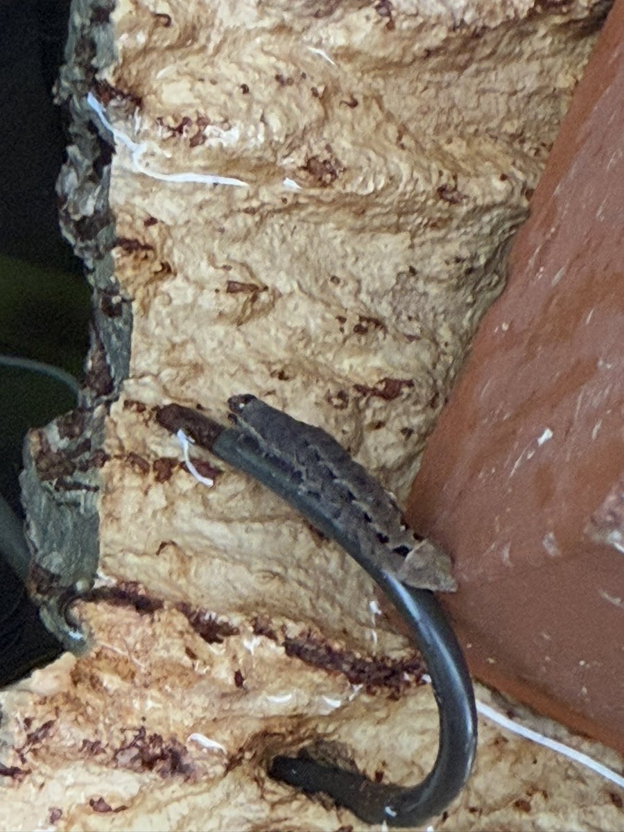 Naturefix1987's tweet photo. ヨトウムシですよね？ https://t.co/kS1VinRPah