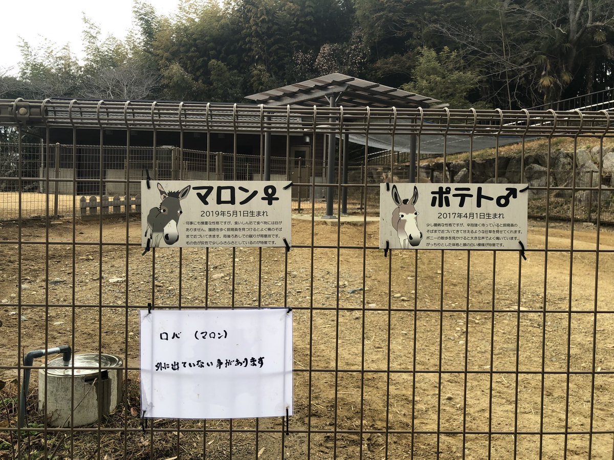 413tweety's tweet photo. 推しが出来ました✨
めちゃくちゃ可愛くて癒された✨

＃浜松動物園
＃ロバ
＃ポテト https://t.co/KOgaz5p81N