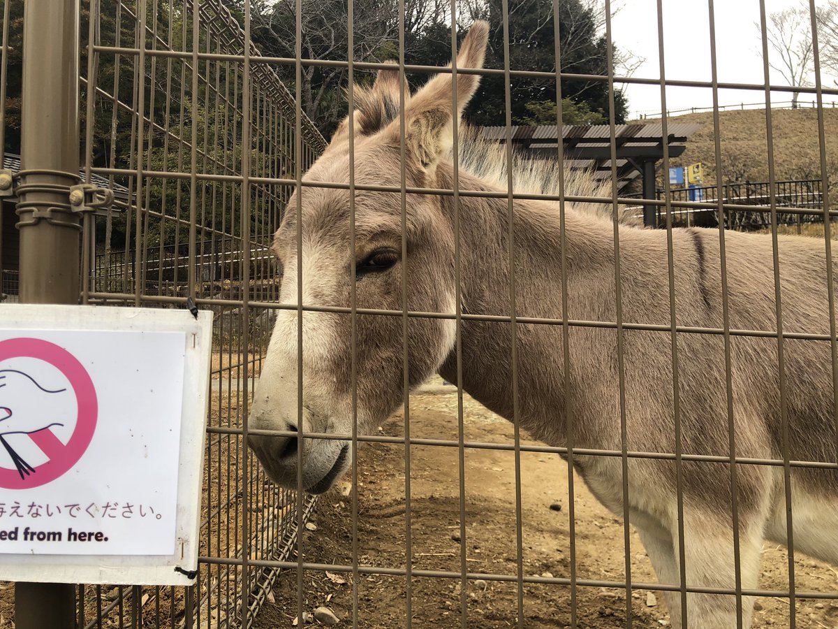 413tweety's tweet photo. 推しが出来ました✨
めちゃくちゃ可愛くて癒された✨

＃浜松動物園
＃ロバ
＃ポテト https://t.co/KOgaz5p81N