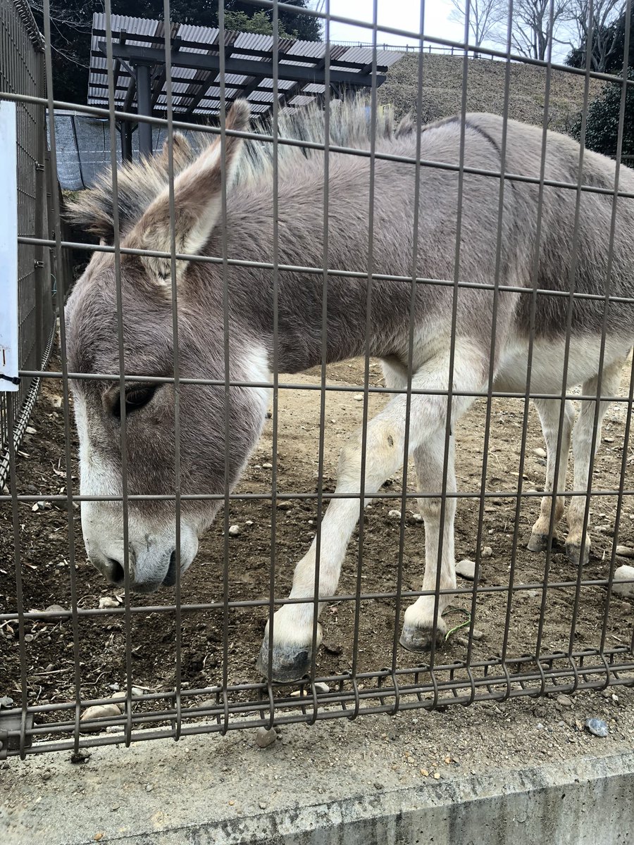 413tweety's tweet photo. 推しが出来ました✨
めちゃくちゃ可愛くて癒された✨

＃浜松動物園
＃ロバ
＃ポテト https://t.co/KOgaz5p81N