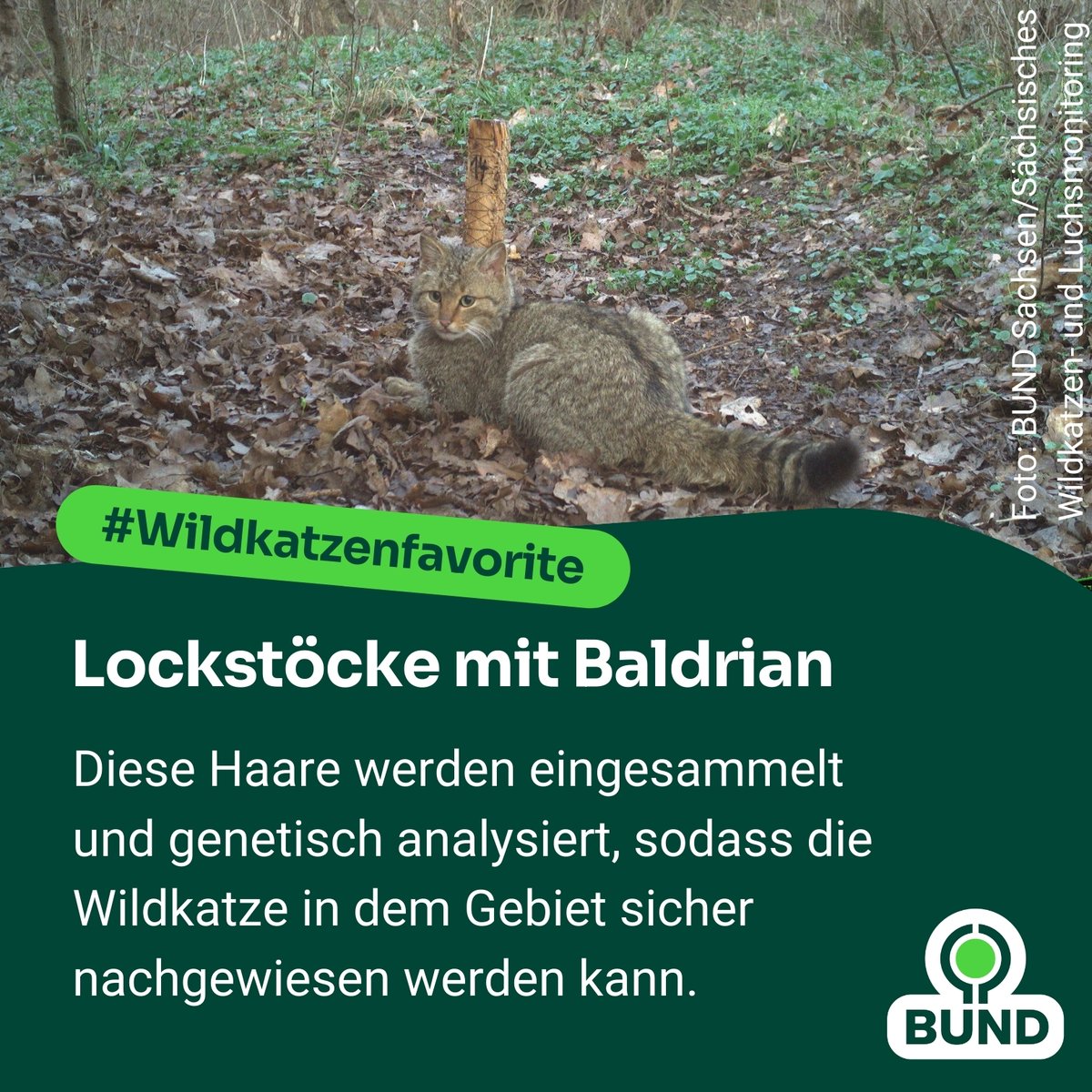Die Ranzzeit steht vor der Tür und die #Wildkatzen werden aktiv. Mit Baldrian-Lockstöcken werden Haare gesammelt &amp; genetisch analysiert, um die Tiere in einem Gebiet sicher nachzuweisen. Im Frühjahr nehmen wir das Vogtland an der Grenze zu Thüringen genau unter die Lupe! #bpbv