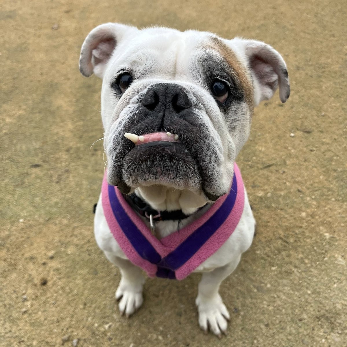 cotsdogscats's tweet photo. Duchy serving looks and stealing hearts, as always! 👑
#EnglishBulldog #EnglishBully #BullBreed #BullDog #CotsDogsCats https://t.co/GSVsqY5aUs