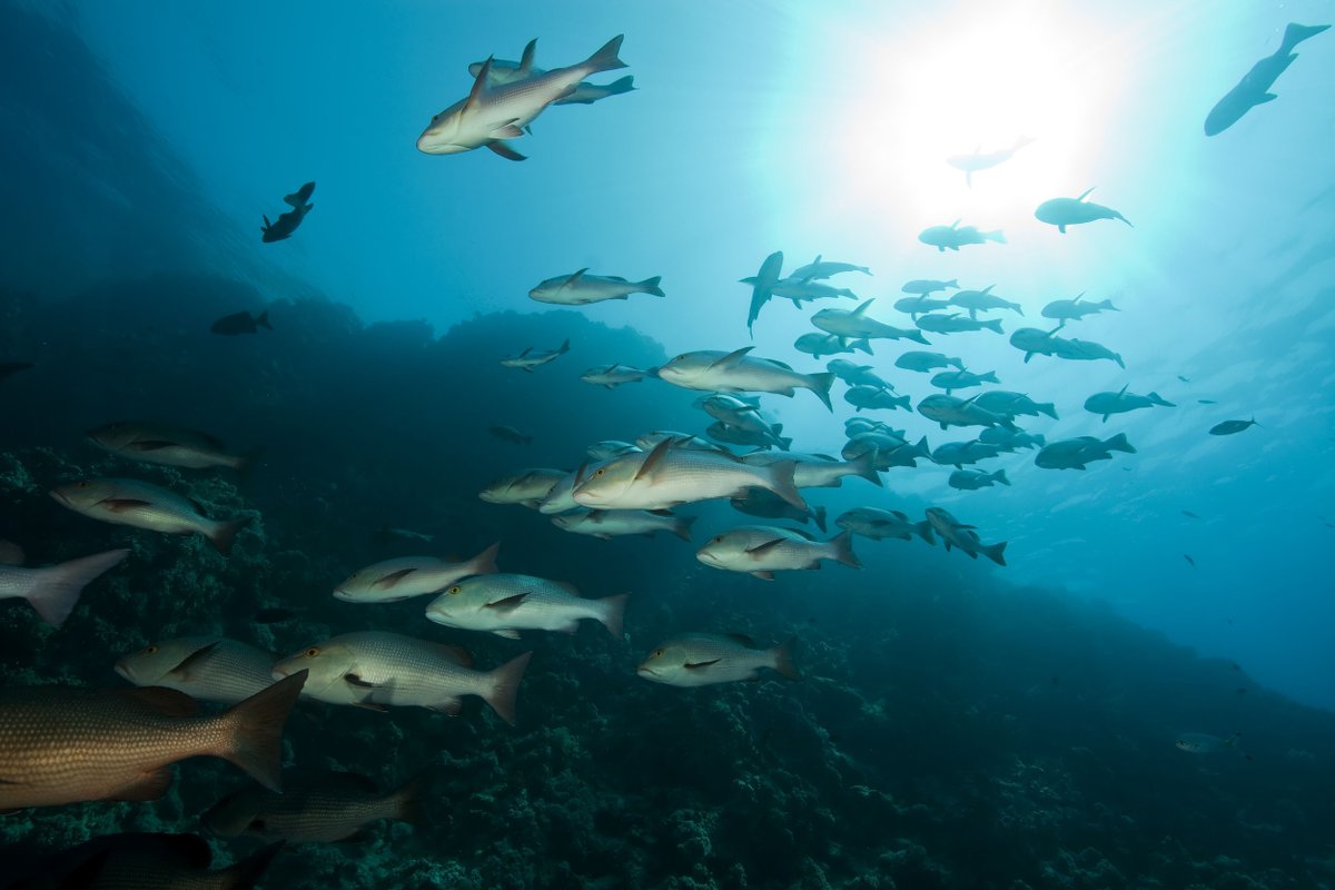 Nueva Pescanova (@pescanovacorp) on Twitter photo Aprovechar los subproductos de la pesca es clave para la sostenibilidad de los recursos marinos. En <a href="/PescanovaCorp/">Nueva Pescanova</a> promovemos la economía circular con proyectos para transformar estos subproductos en harinas, aceites, piensos, abonos y biocombustibles. #Pesca #EconomíaAzul Aprovechar los subproductos de la pesca es clave para la sostenibilidad de los recursos marinos. En <a href="/PescanovaCorp/">Nueva Pescanova</a> promovemos la economía circular con proyectos para transformar estos subproductos en harinas, aceites, piensos, abonos y biocombustibles. #Pesca #EconomíaAzul