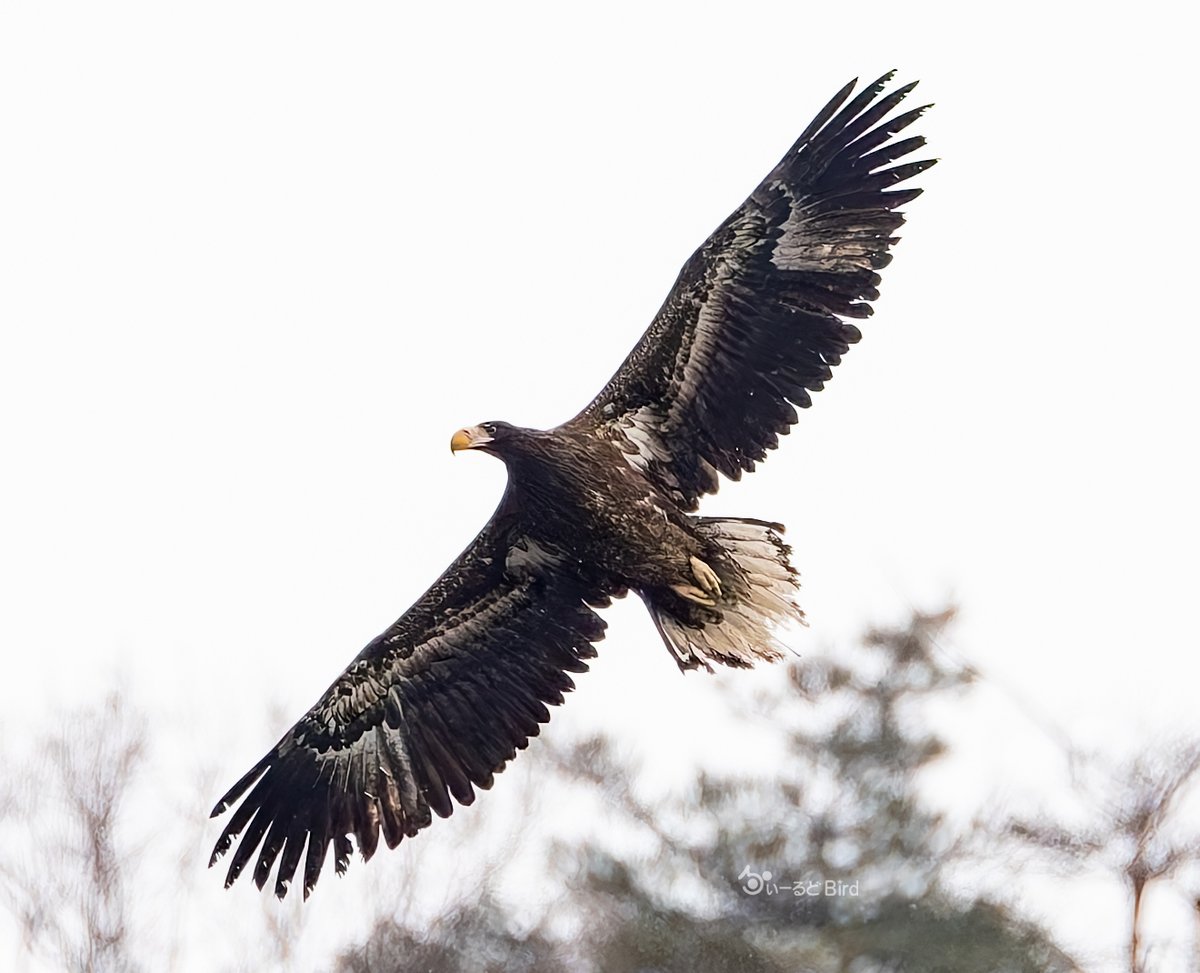 bird11596087's tweet image. 山本山でオオワシの若鳥に会えました
若鳥は久しぶりだそうです
最初オジロかと思ったらオオワシでした
時間作って外回りして寄ってよかった~😂😂
#オオワシの若鳥
#山本山 #これソニーで撮りました