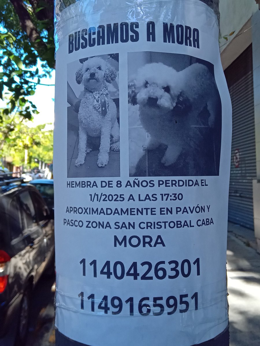 ComoNoAdorarlos's tweet photo. Se perdió MORA,  caniche, en PASCO Y PAVON, San
Cristóbal 🥺🙏🙏🙏👇👇 https://t.co/6wMZQjtLGO