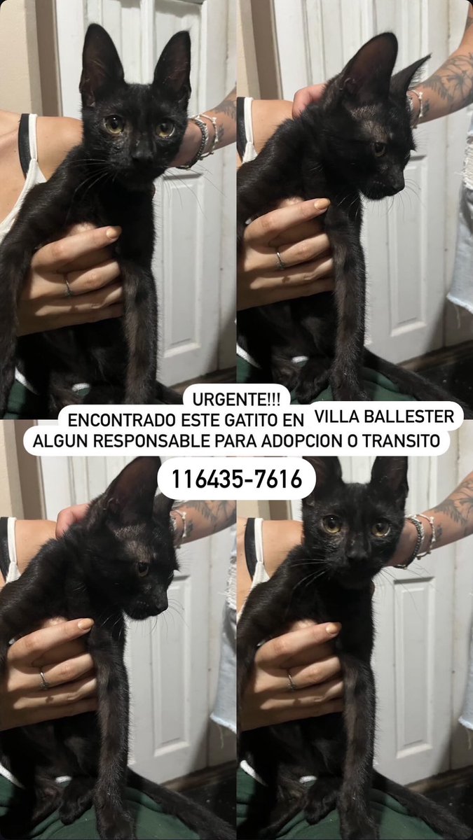 camimh99's tweet photo. URGENTE
Gatito macho en adopcion. Villa Ballester https://t.co/PkP33rkmGV