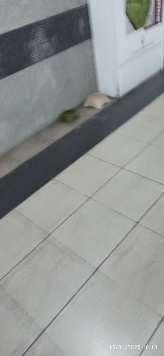 Ercanhannn's tweet image. Batıkent Metro istasyonun da metrodan çıkınca olağan görüntü! Sizi #başıboşköpekler karşılıyor ve alt geçite besleme kabı konulmuş.!!
Halkın sağlığı ve güvenliği umrunuzda mı @ankarabbld @yenimahallebld ?
#5199Yürürlüktedir #yasayıuygulayın 
@AnkaraValiligi @tcbestepe @iletisim