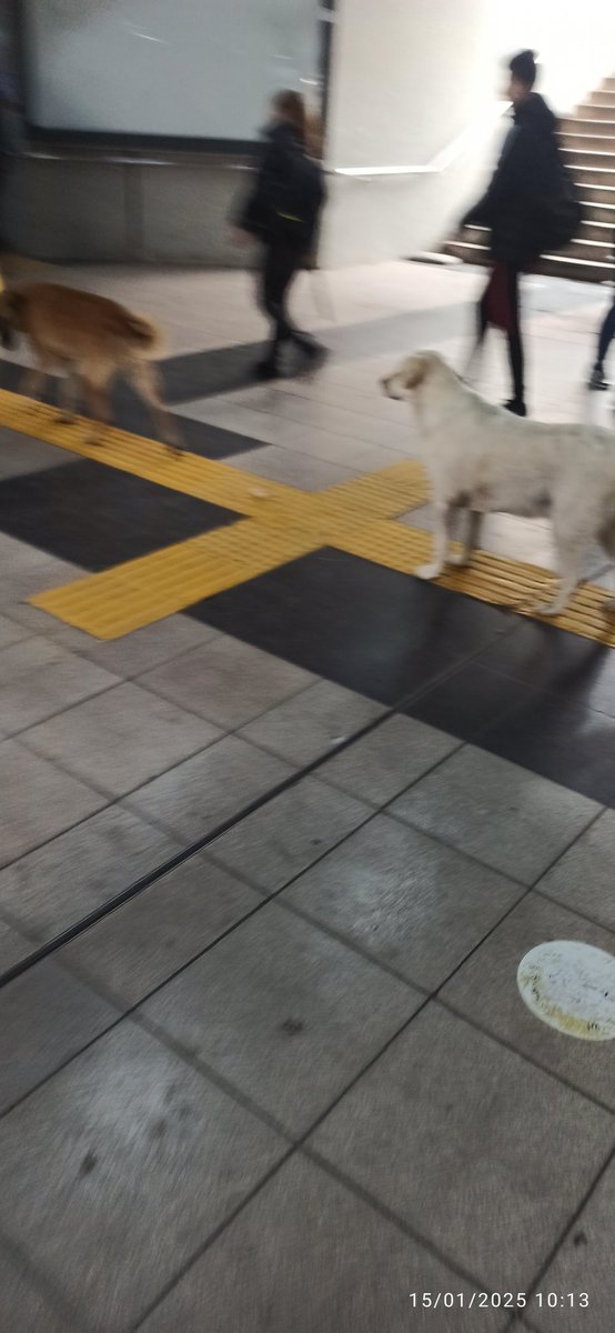 Ercanhannn's tweet image. Batıkent Metro istasyonun da metrodan çıkınca olağan görüntü! Sizi #başıboşköpekler karşılıyor ve alt geçite besleme kabı konulmuş.!!
Halkın sağlığı ve güvenliği umrunuzda mı @ankarabbld @yenimahallebld ?
#5199Yürürlüktedir #yasayıuygulayın 
@AnkaraValiligi @tcbestepe @iletisim