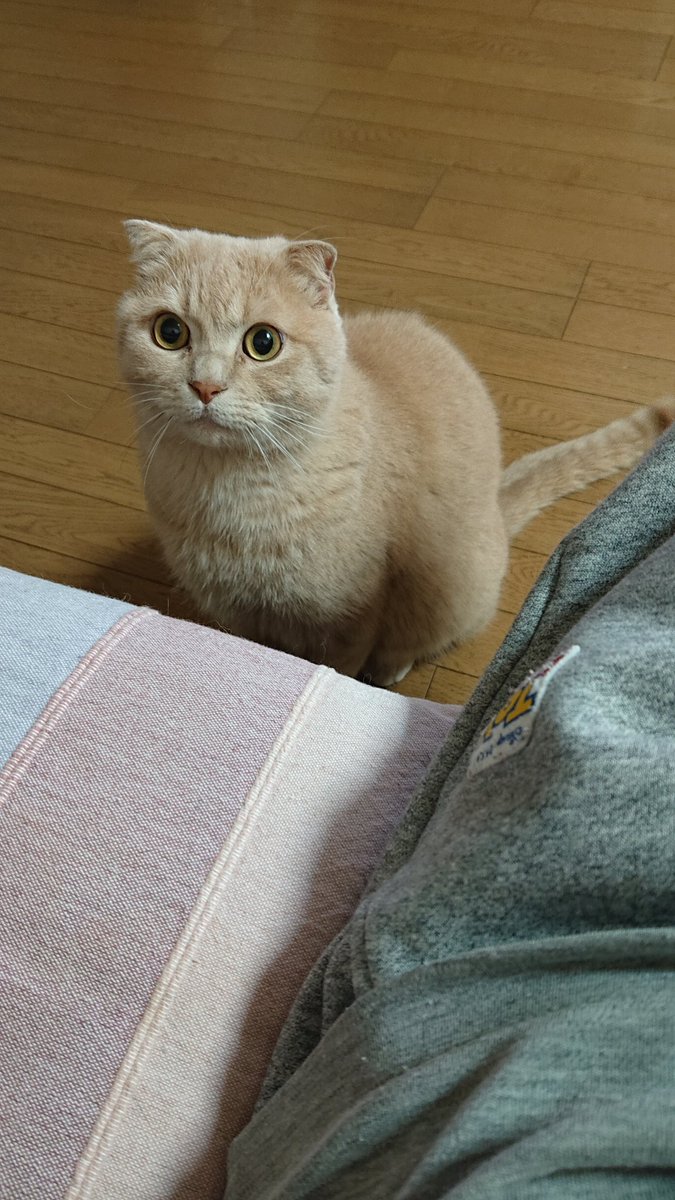 reoreoreo2000's tweet photo. はい、早く遊べと催促にきました。
今日も可愛いです。
#猫 #スコティッシュフォールド https://t.co/PP6ArBxqdK