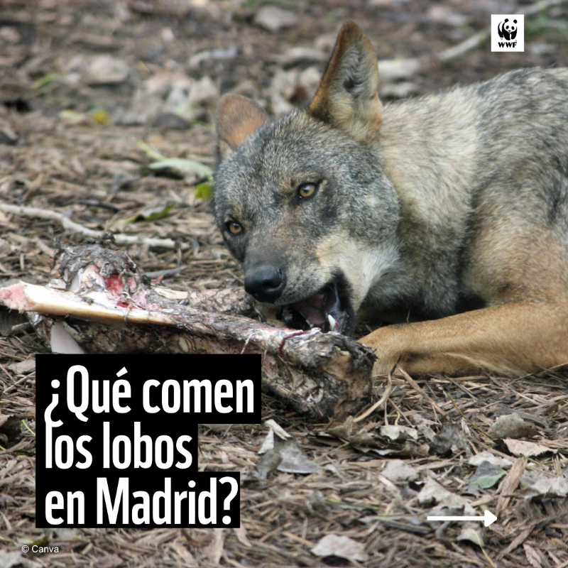 WWFespana's tweet photo. 🟠 El #lobo ibérico en Madrid: un depredador clave para el equilibrio natural

🐺 Datos:
→ Se alimenta mayoritariamente de presas silvestres
→ Su presencia regula los ecosistemas y fortalece la biodiversidad
→ La coexistencia es esencial para su conservación