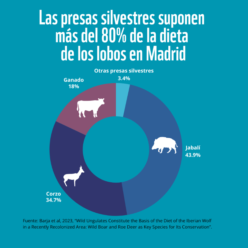 WWFespana's tweet photo. 🟠 El #lobo ibérico en Madrid: un depredador clave para el equilibrio natural

🐺 Datos:
→ Se alimenta mayoritariamente de presas silvestres
→ Su presencia regula los ecosistemas y fortalece la biodiversidad
→ La coexistencia es esencial para su conservación