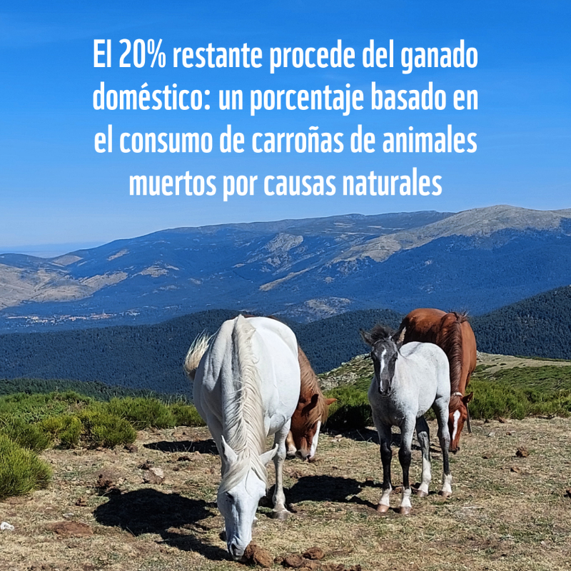 WWFespana's tweet photo. 🟠 El #lobo ibérico en Madrid: un depredador clave para el equilibrio natural

🐺 Datos:
→ Se alimenta mayoritariamente de presas silvestres
→ Su presencia regula los ecosistemas y fortalece la biodiversidad
→ La coexistencia es esencial para su conservación