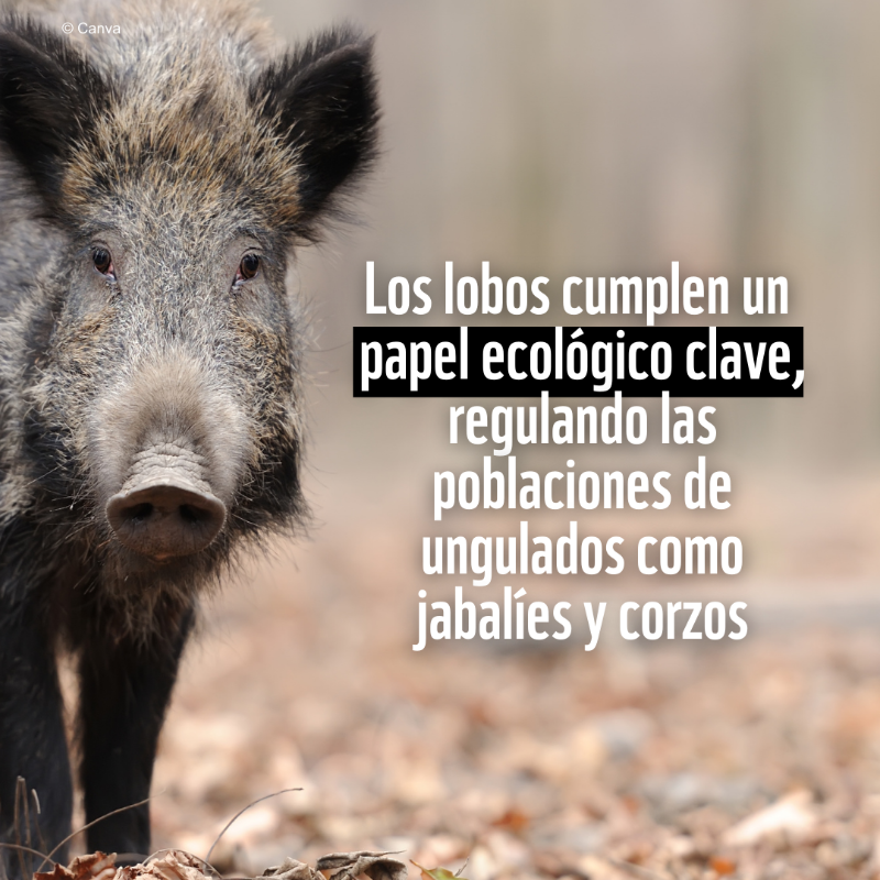 WWFespana's tweet photo. 🟠 El #lobo ibérico en Madrid: un depredador clave para el equilibrio natural

🐺 Datos:
→ Se alimenta mayoritariamente de presas silvestres
→ Su presencia regula los ecosistemas y fortalece la biodiversidad
→ La coexistencia es esencial para su conservación