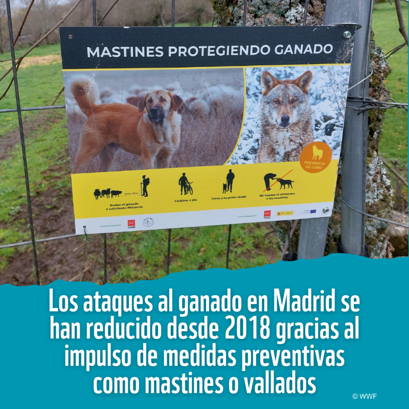 WWFespana's tweet photo. 🟠 El #lobo ibérico en Madrid: un depredador clave para el equilibrio natural

🐺 Datos:
→ Se alimenta mayoritariamente de presas silvestres
→ Su presencia regula los ecosistemas y fortalece la biodiversidad
→ La coexistencia es esencial para su conservación